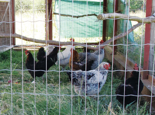 Fall 2025 - Luminaries Eat Kale