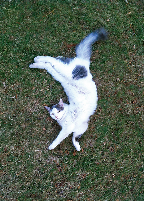 Spring 2021 - Pebbles