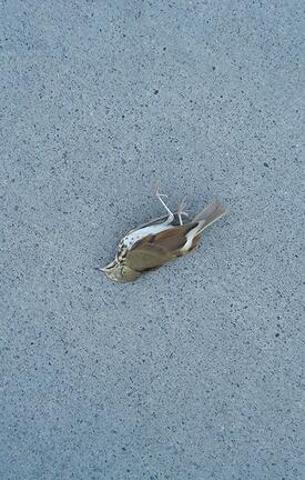 Spring 2023 - Graveyard