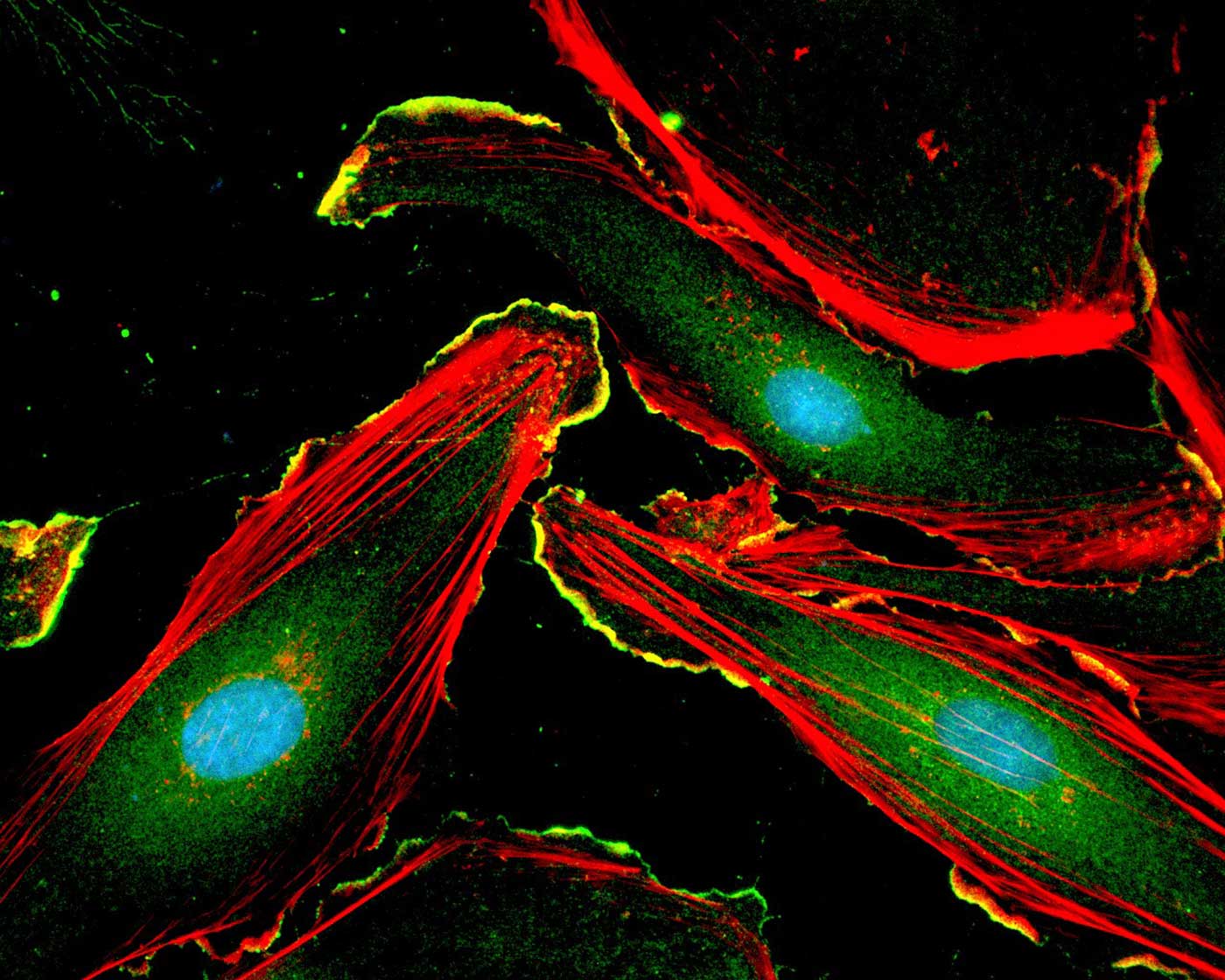 Components of cells stained blue, red, and green