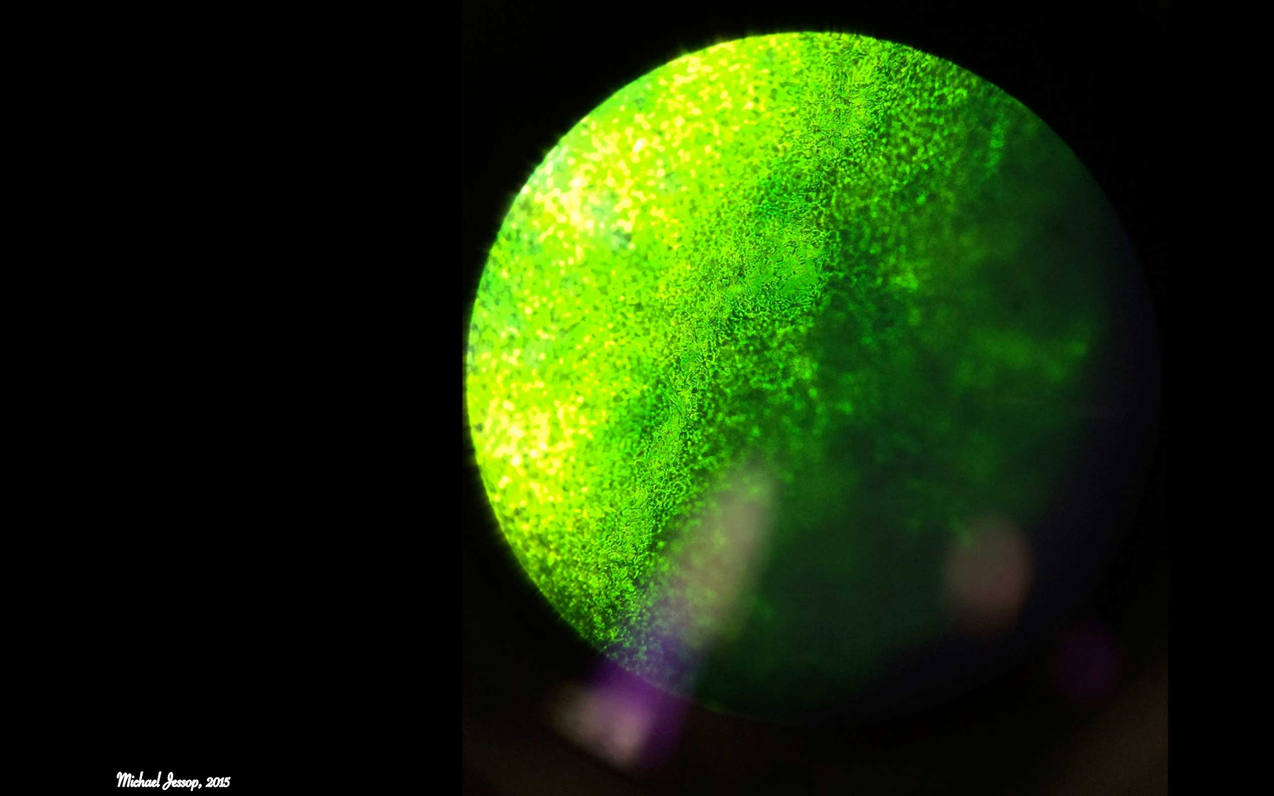Start Counting! - A Microscopic View of Algae