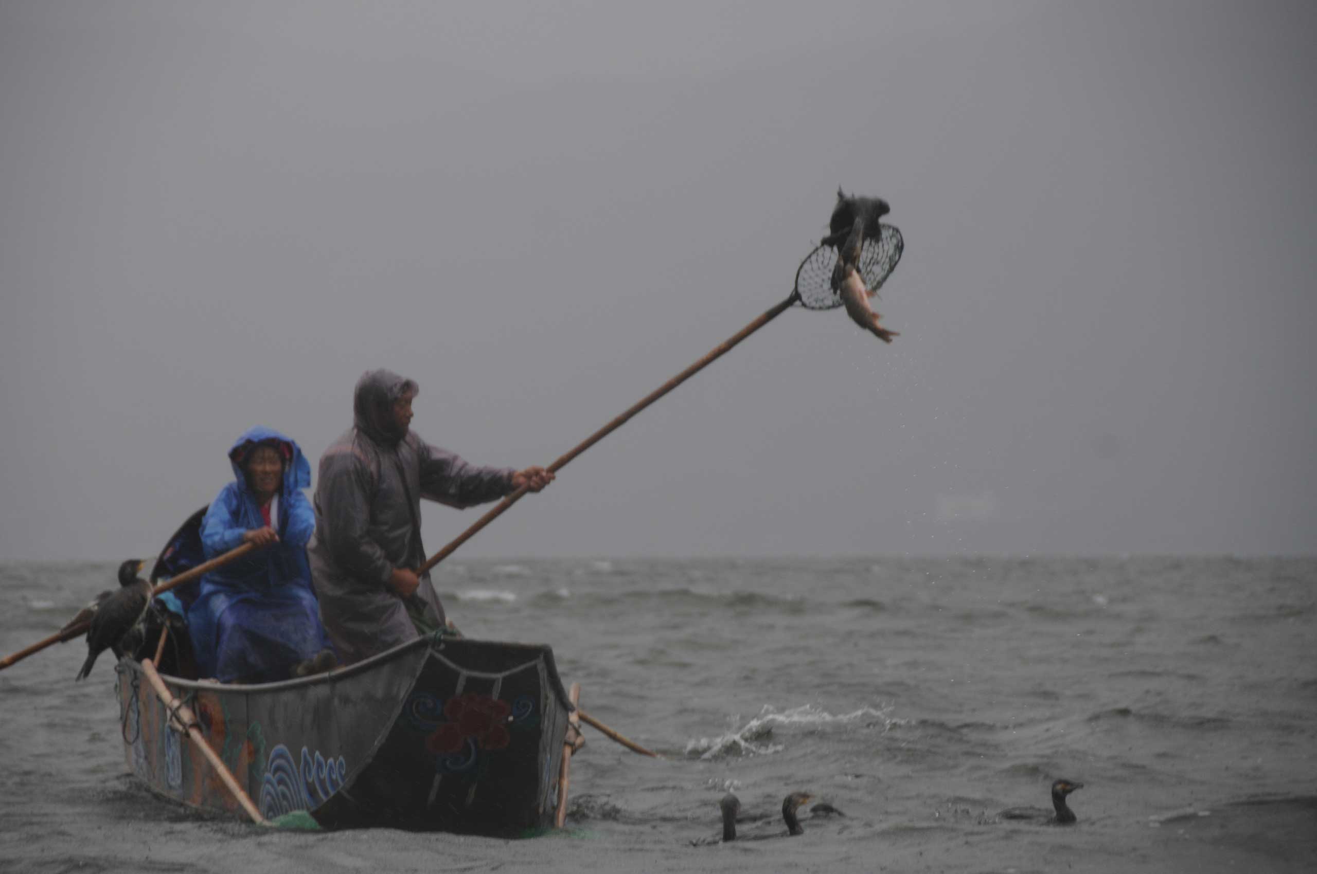 Cormorant Fishing on Erhai Lake, China