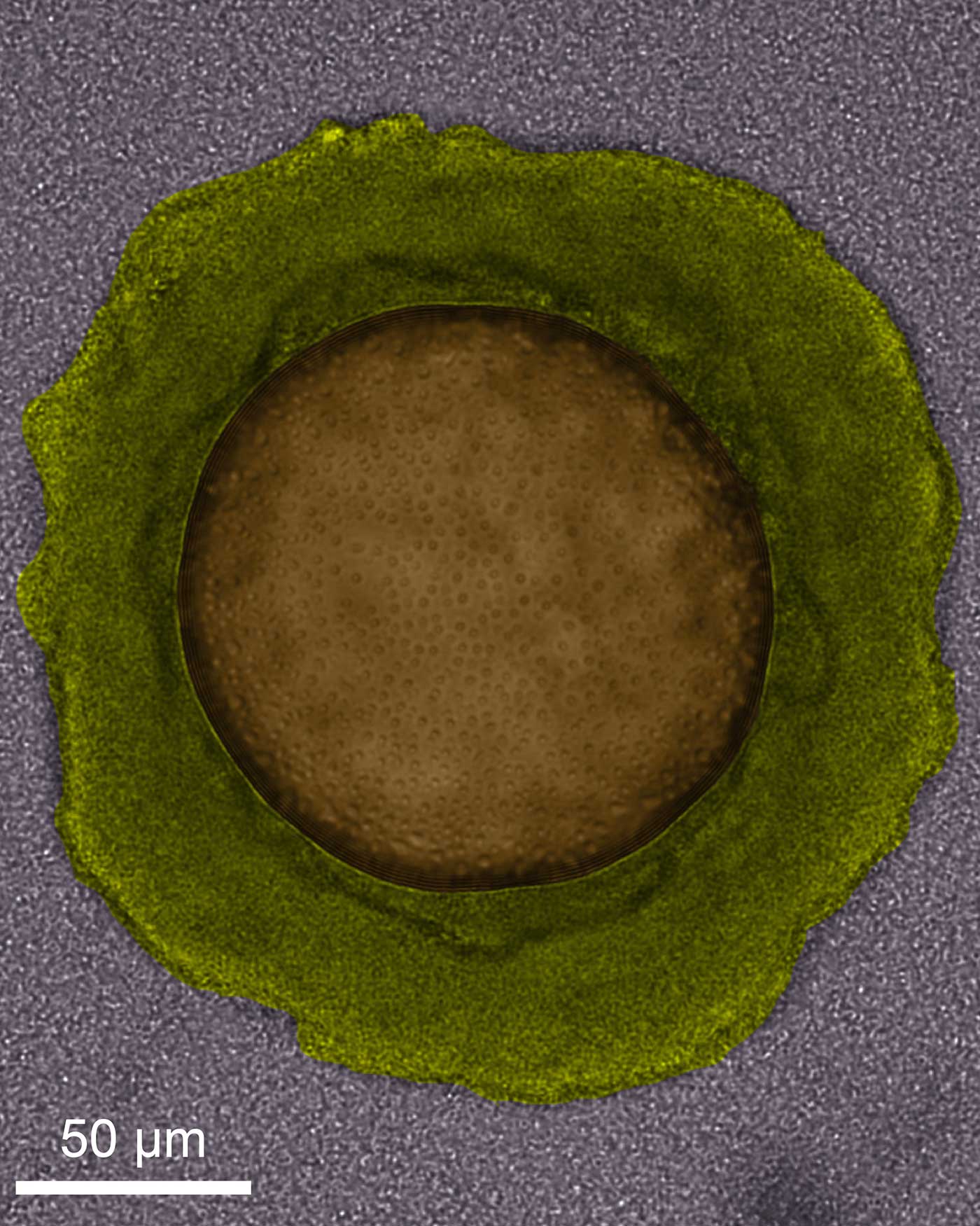 Oil-degrading bacteria (gray) finding an oil droplet (orange), forming biofilms around it (green), and eventually breaking it down into harmless compounds