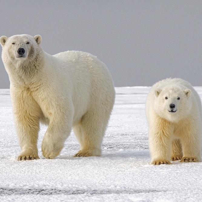[Photo of polar bears in the Artic]