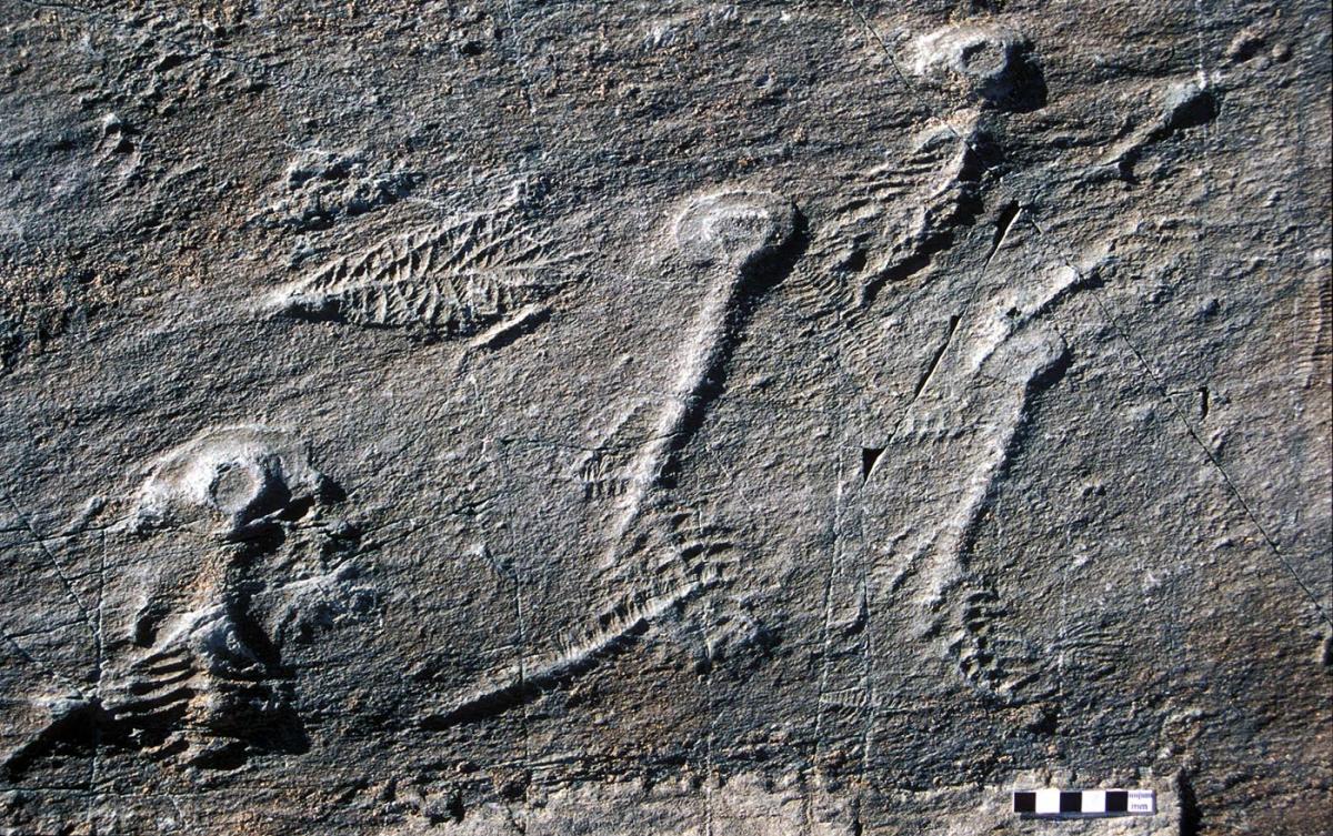 [fossil specimens]