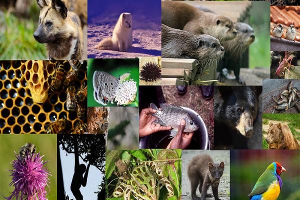 [collage of animals]