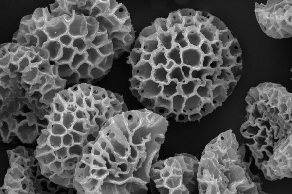 [microscopic pollen]