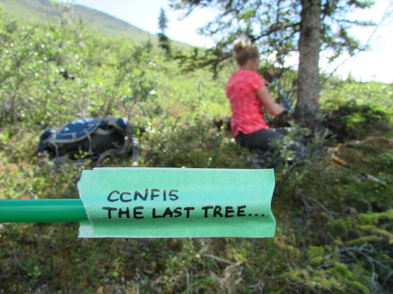Green tape that says "the last tree" on a coring device