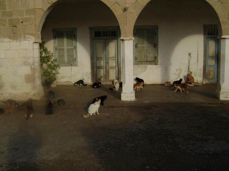 Cats under an archway 
