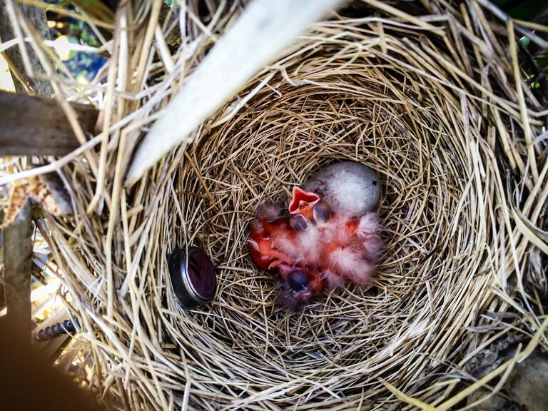 Baby red-winged blackbird in its nest