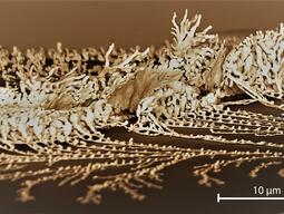 Microscopy image of branched gold nanostructures 