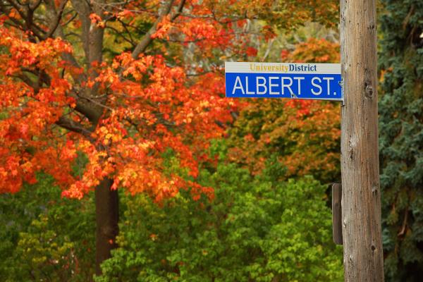 Image of the Albert Street sign against trees in the Fall. 