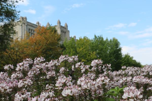 Purple flowers blooming in the summer in front of a campus buildings. 