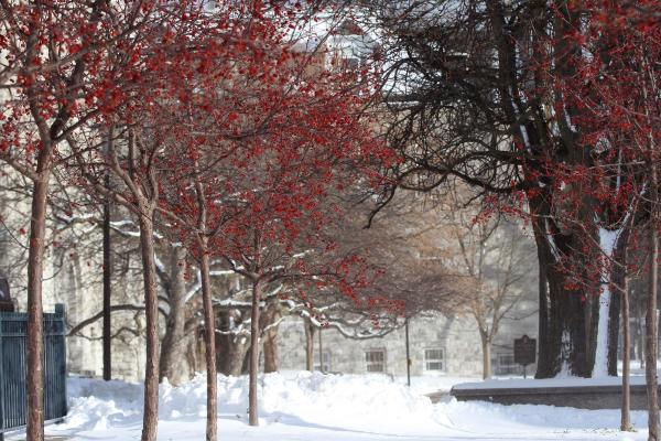 Winter at Queens with red trees