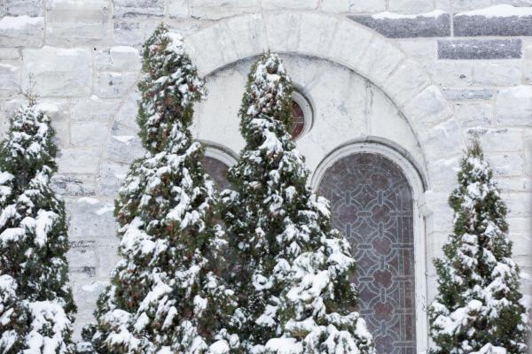 Snow-covered green trees by ornate campus building