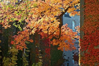 Autumn leaves on campus