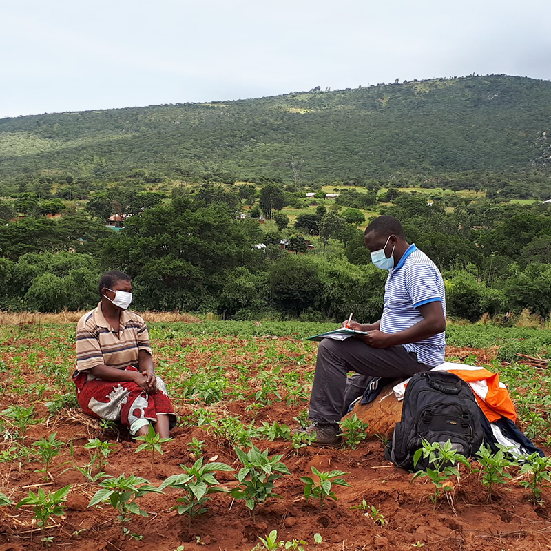 Interview with tomato farmers in Tanzania