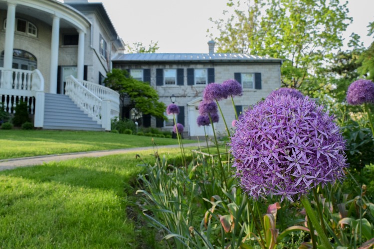 [Photo of alliums outside of Summerhill on Queen's campus]