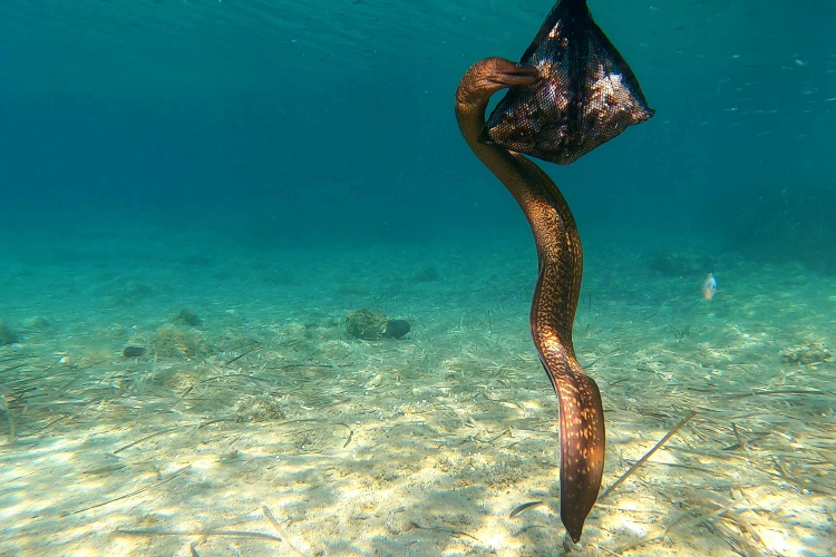 [An eel eats out of a bait net in the Mediterranean Sea near Lipsi, Greece. ]