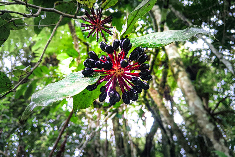 [Purple and red fruit hanging from a tree in Brazil’s rainforest.]