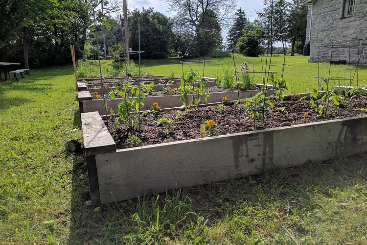 [Photo of Queen's community gardens on West Campus]