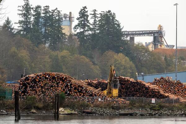 Mosaic Forest Management's logs are prepared for export in B.C. in December