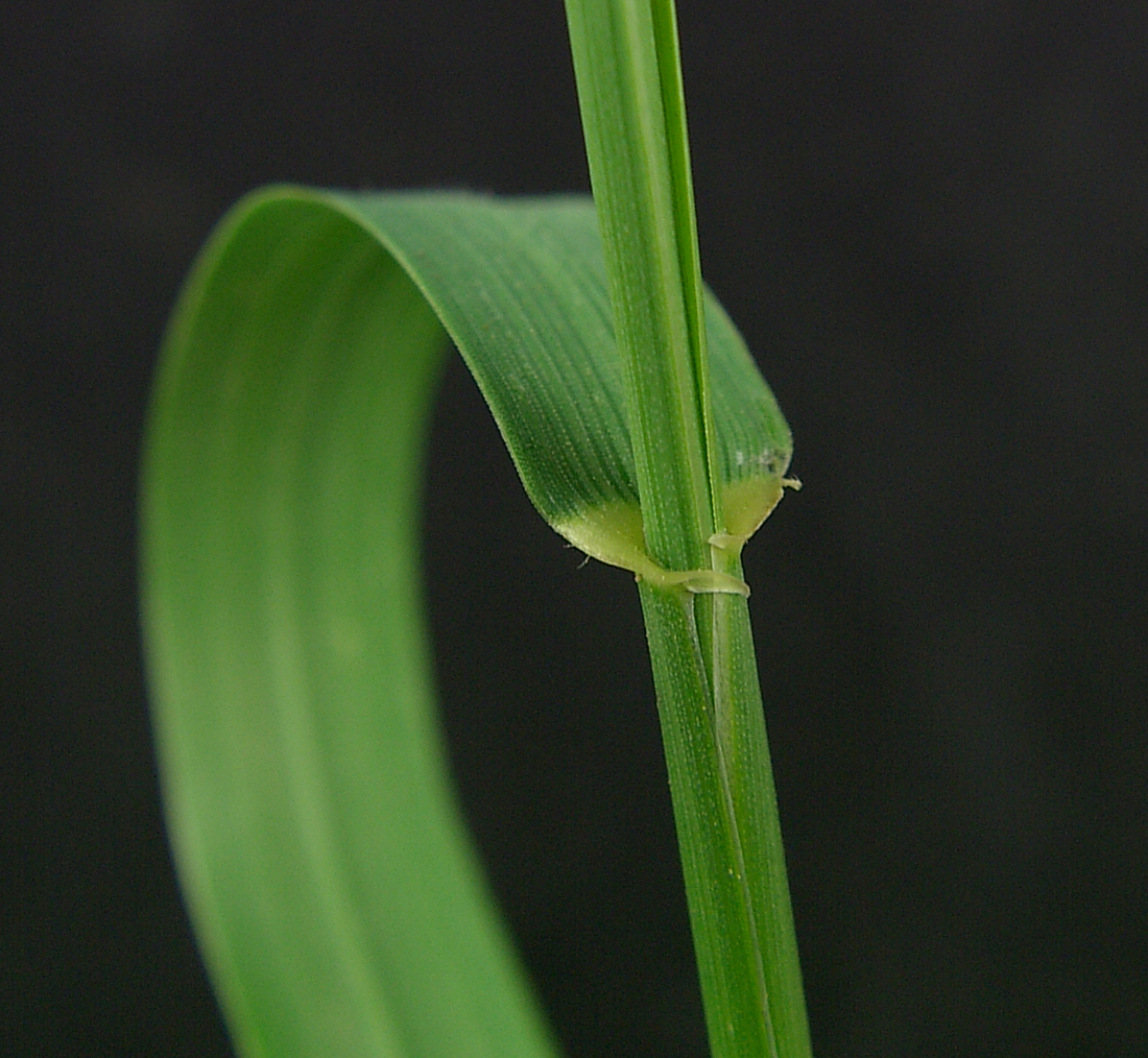 clasping auricle