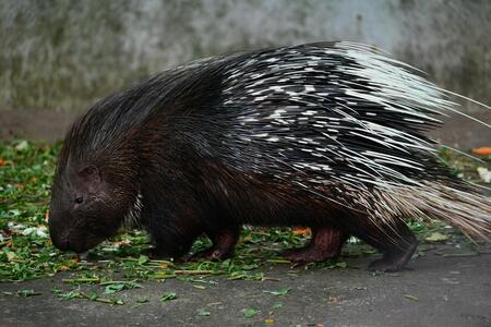 porcupine