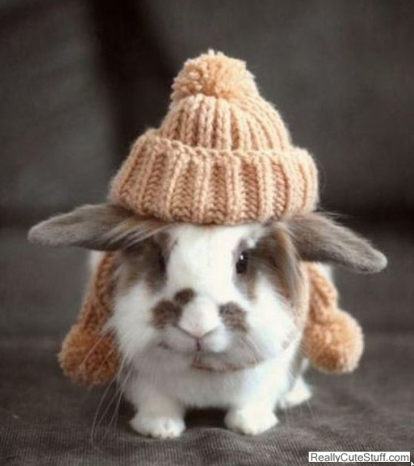 Bunny wearing a toque