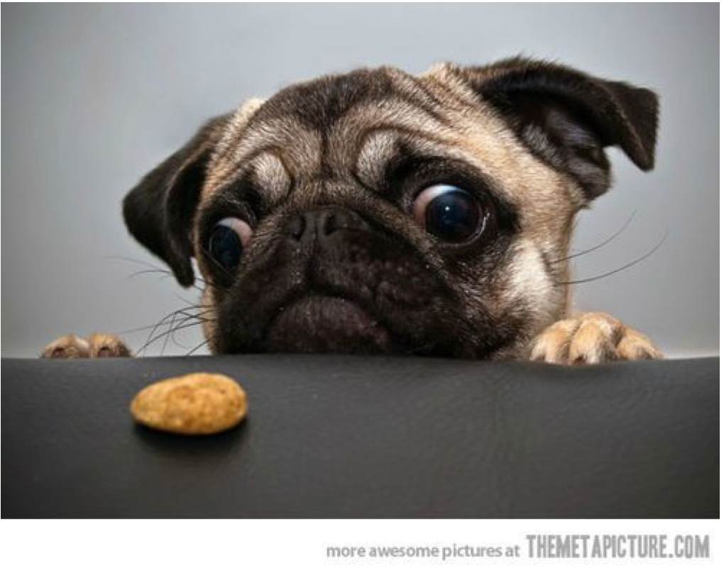 Photo of dog looking at a cookie