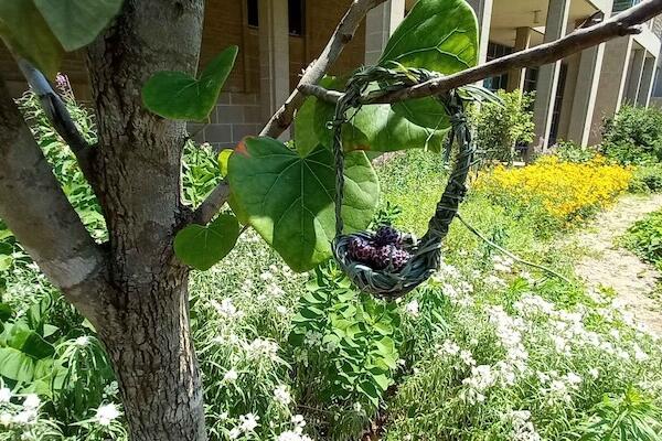 Image of the Native gardens outside the BioScience building