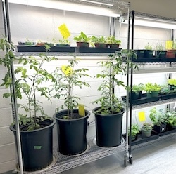 Plants in pots on an indoor shelf