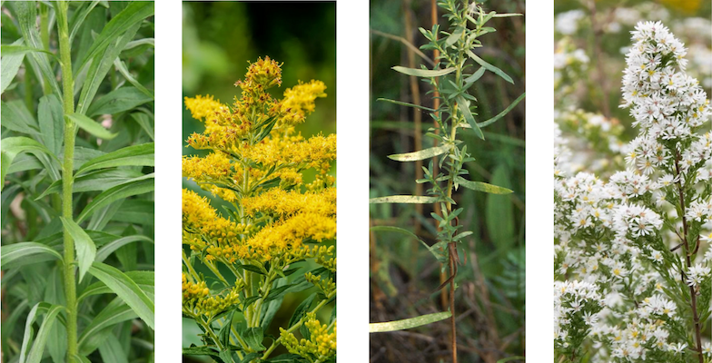 Canada Goldenrod – Solidago canadensis, plant, flower. Heath Aster – Symphyotrichum ericoides plant, flower
