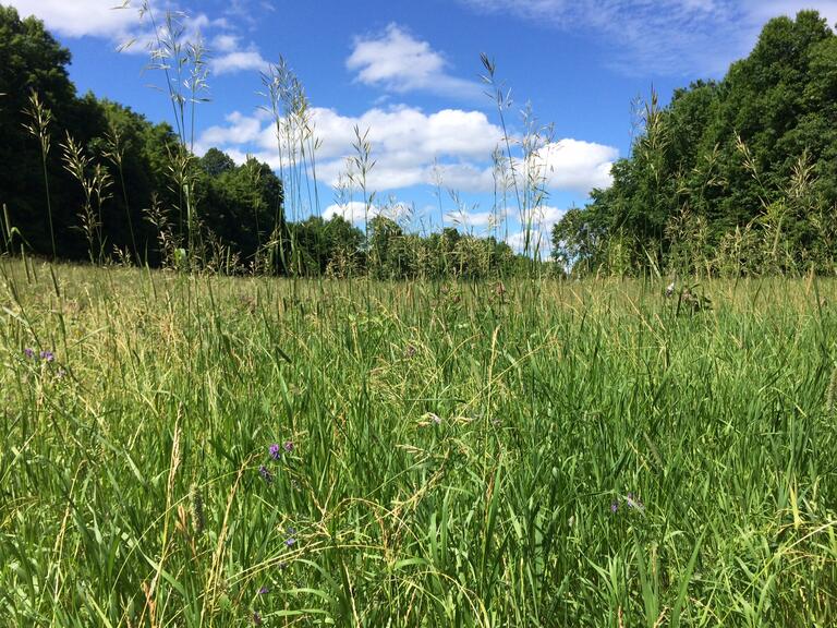 Stoke's field in mid summer