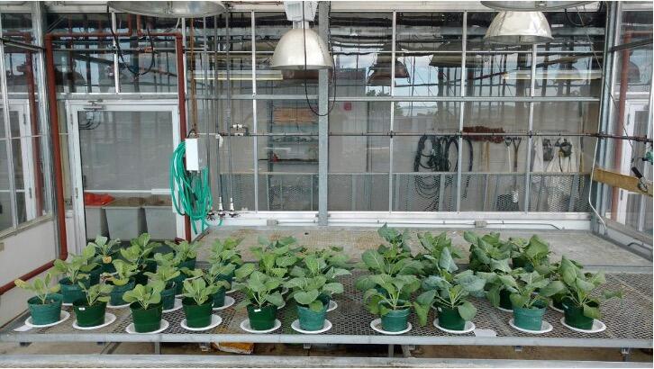 Harris Iven's Collared Greens greenhouse experiment 
