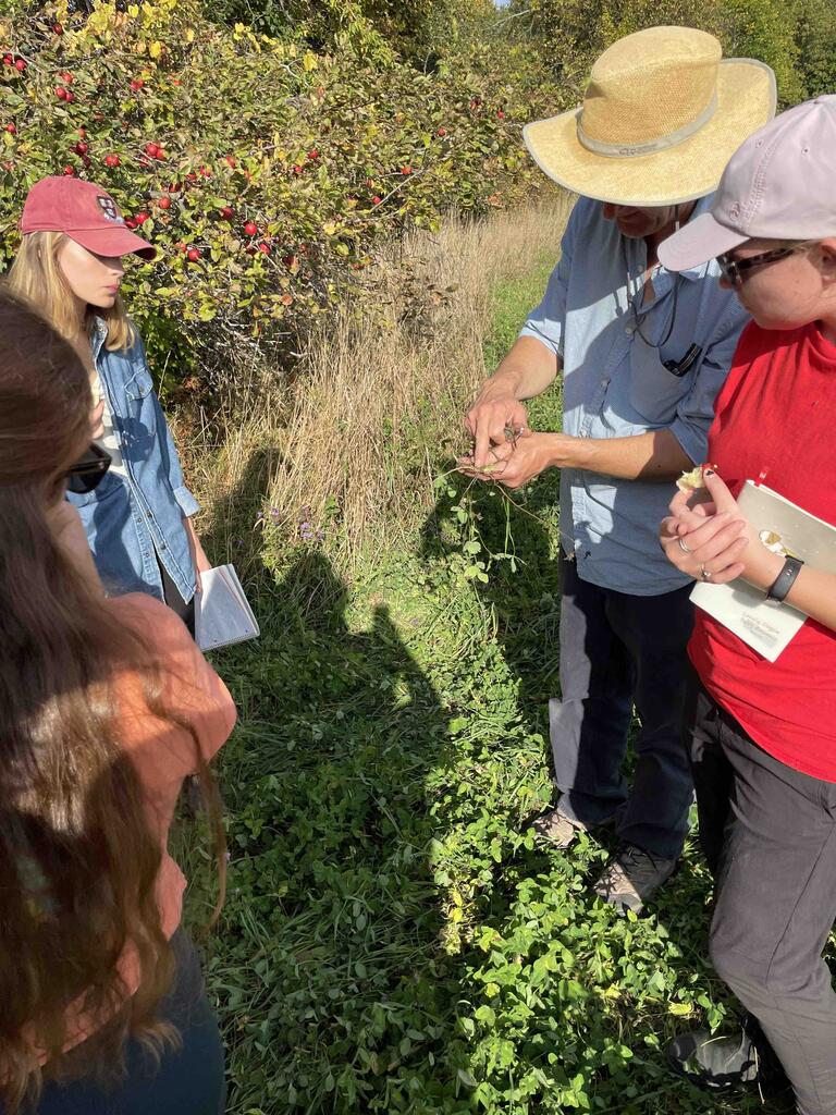 Observing the root N-fixing nodules on clover
