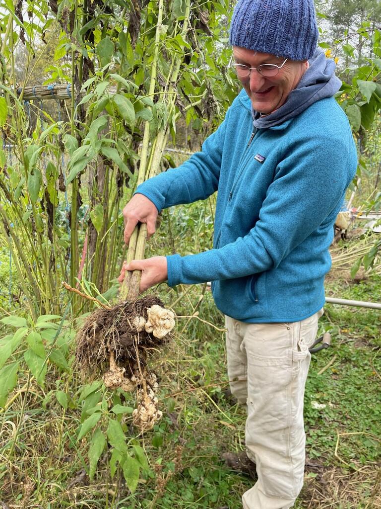 Jerusalem artichoke harvest