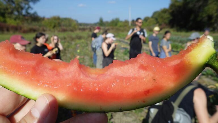 Very fresh watermelon sampling!