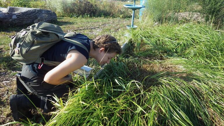 Charles Pinecone getting a chance to smell sweetgrass (Anishinaabe: Wiingaashk) (Hierochloe odorata) 