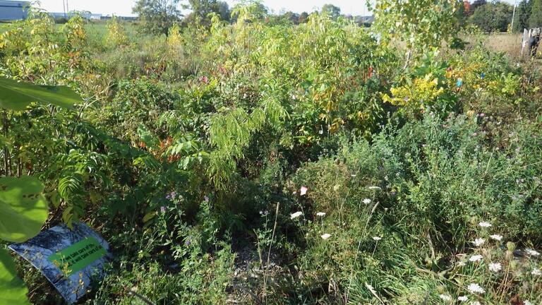 Little Forest plantation