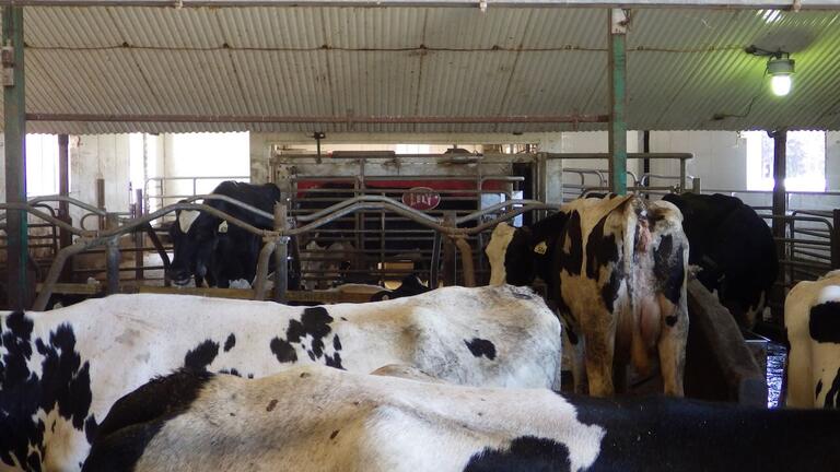 Automated milking machine