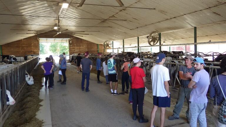 Students exploring the cattle barn