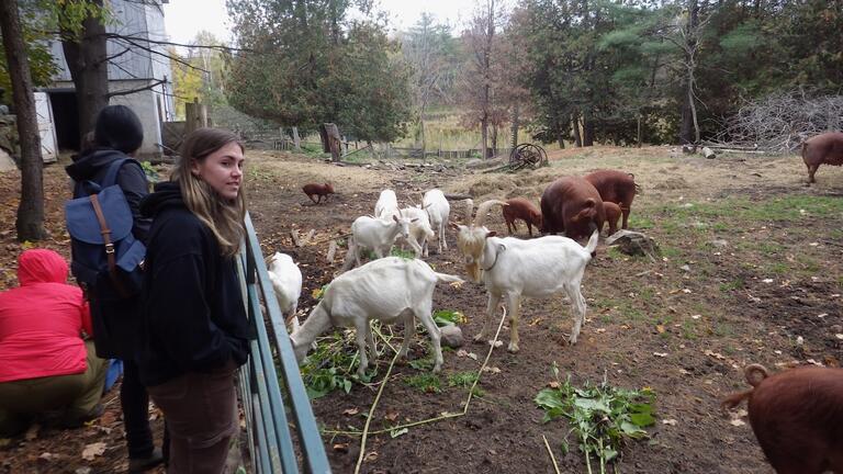 Some delightful manure producers