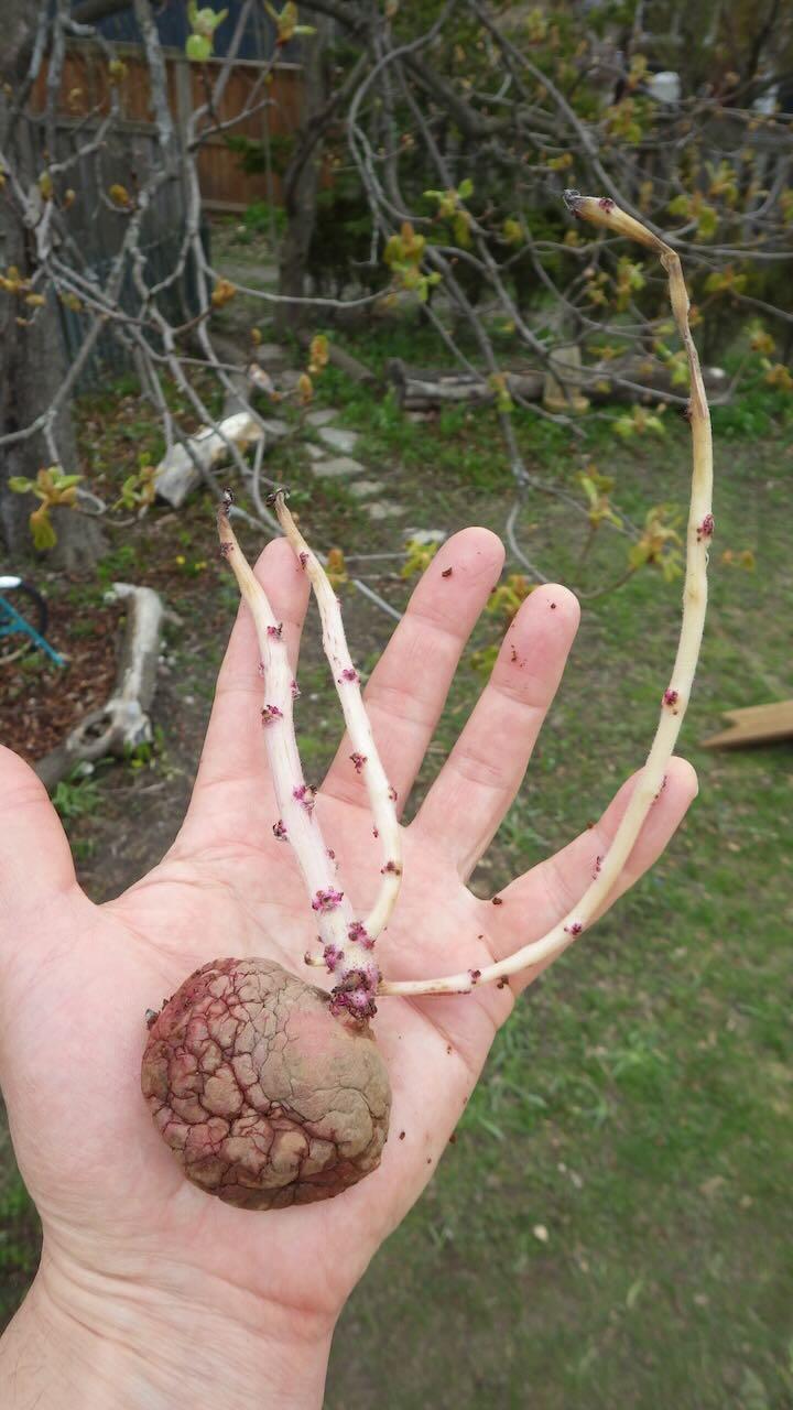 A sprouting potato