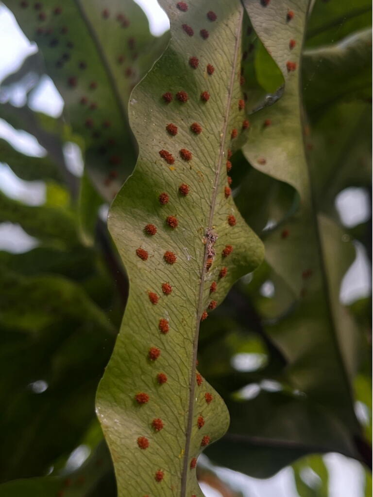 fern spore production features
