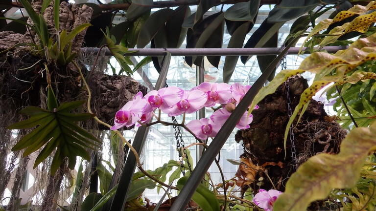 orchids