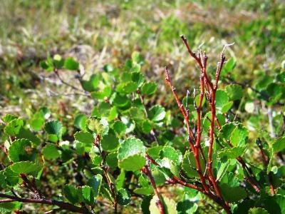 Some birch shoots near Daring Lake that may have been browsed by caribou