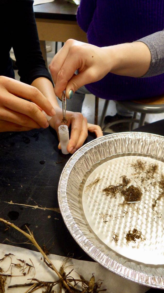 Root washing: Quality control