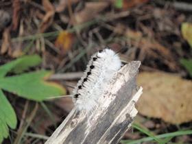 Caterpillar