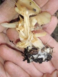 Mushroom and a small part of its mycelium